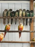 Pyrrhura mooie kleuren, Dieren en Toebehoren, Vogels | Parkieten en Papegaaien, Meerdere dieren, Parkiet, Geringd