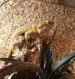 Bewezen koppel baardagamen (man normaal, leatherback vrouw), Dieren en Toebehoren, Reptielen en Amfibieën, Hagedis, Tam, 3 tot 6 jaar