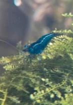 Garnalen, Kreeft, Krab of Garnaal