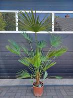 Chamaerops Humilis - Europese Dwergpalm H: 140 cm., Tuin en Terras, Planten | Bomen, 100 tot 250 cm, Zomer, Palmboom, Ophalen