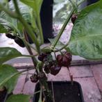 Peperplantje Habanero Chocolate - Congo Black peper, Zomer, Ophalen, Groenteplanten, Eenjarig