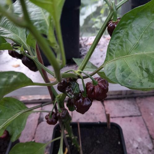 Peperplantje Habanero Chocolate - Congo Black peper, Tuin en Terras, Planten | Tuinplanten, Eenjarig, Groenteplanten, Volle zon