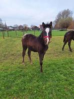 Appaloosa Merrie Veulen, Dieren en Toebehoren, Paarden, Merrie, Niet van toepassing, 0 tot 2 jaar, Gechipt