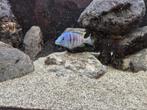 Diverse aulonocara cichliden te koop, Dieren en Toebehoren, Vissen | Aquariumvissen, Vis, Zoetwatervis