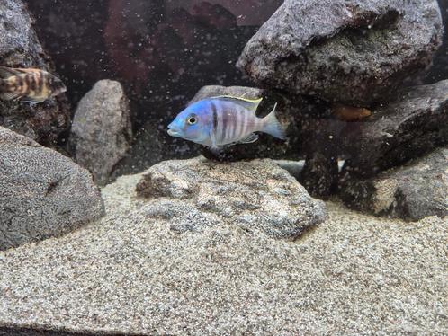Diverse aulonocara cichliden te koop, Dieren en Toebehoren, Vissen | Aquariumvissen, Zoetwatervis, Vis