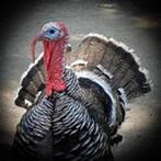 Kalkoen haan wildkleur, Dieren en Toebehoren, Pluimvee, Mannelijk, Kalkoen