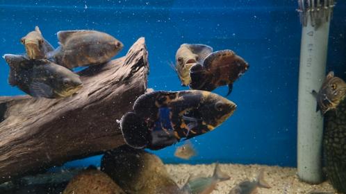 Astronotus ocellatus wildvang pauwoog, Dieren en Toebehoren, Vissen | Aquariumvissen, Zoetwatervis, Vis