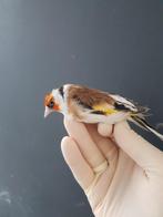 Putters Major, Dieren en Toebehoren, Meerdere dieren, Wildzangvogel