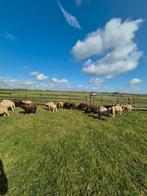 Hollandse weide lammeren, Dieren en Toebehoren, Schapen, Geiten en Varkens, Meerdere dieren, Schaap