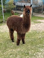 Mooie donkere Alpaca hengst, Dieren en Toebehoren, Overige Dieren, Juli, Mannelijk