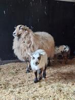 2 ramlammeren Skudde schapen, Schaap