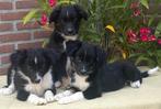 Prachtige FRIESE STABIJ x BORDER COLLIE pups, Nederland, CDV (hondenziekte), 8 tot 15 weken, Teef
