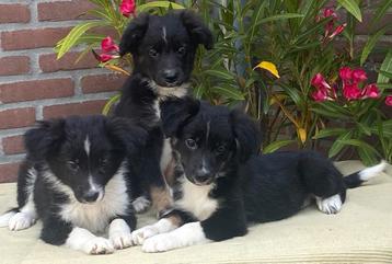 Prachtige FRIESE STABIJ x BORDER COLLIE pups beschikbaar voor biedingen