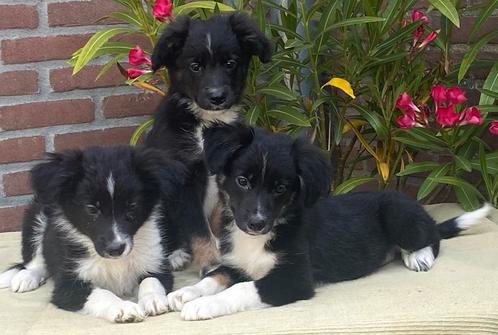 Prachtige FRIESE STABIJ x BORDER COLLIE pups, Dieren en Toebehoren, Honden | Niet-rashonden, Middel, Teef, Fokker | Professioneel