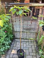 Clerodendrum pindakaasboom, Tuin en Terras, Planten | Bomen, Ophalen, Volle zon, Overige soorten