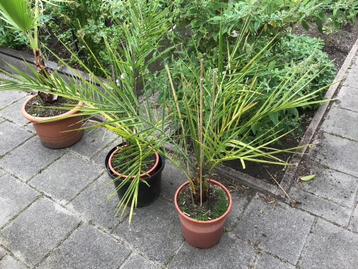 DADELPALM, echte hitte minnende dadelpalm plm 12 jaar oud beschikbaar voor biedingen