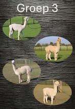 alpaca groep 3, Dieren en Toebehoren, Overige Dieren, Januari, Meerdere dieren