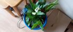 Mooie kamer plant, Ophalen of Verzenden, Zo goed als nieuw, Tuinslang
