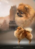 Pomeranian Dekreu, Dieren en Toebehoren, Honden | Poolhonden, Keeshonden en Oertypen, Particulier, Rabiës (hondsdolheid), 3 tot 5 jaar