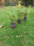 Novita Laurieren in pot, Tuin en Terras, Planten | Struiken en Hagen, Ophalen of Verzenden, Overige soorten, Minder dan 100 cm