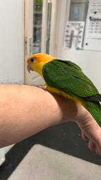 Süper tamme roestkop caique 2025, Meerdere dieren, Papegaai, Pratend