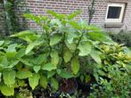 Grote gele brugmansia 1.20m moederplant en 90 cm  stekken, Volle zon, Vaste plant, Zomer, Ophalen