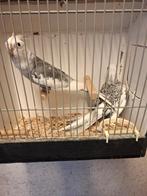 Koppel bont/geparelde witmasker valkparkieten, Dieren en Toebehoren, Vogels | Parkieten en Papegaaien, Meerdere dieren, Parkiet