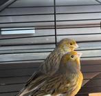 Kanarie, Dieren en Toebehoren, Vogels | Kanaries, Vrouwelijk, Kleurkanarie