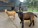 Twee lieve gecastreerde bokjes te koop, Dieren en Toebehoren, Schapen, Geiten en Varkens, Mannelijk, Geit, 0 tot 2 jaar