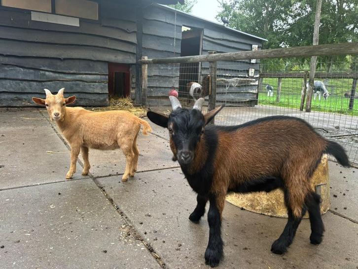 Twee lieve gecastreerde bokjes te koop, Dieren en Toebehoren, Schapen, Geiten en Varkens, Geit, Mannelijk, 0 tot 2 jaar