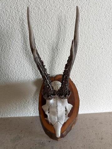 Ree Gewei op Houten Schild - 34cm beschikbaar voor biedingen