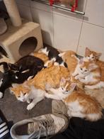 Makke Boerderij kittens, Dieren en Toebehoren, Katten en Kittens | Overige Katten, Meerdere dieren, Langharig, 0 tot 2 jaar