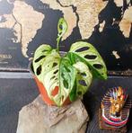 Monstera Adanasonii Variegated, Huis en Inrichting, Kamerplanten, Ophalen of Verzenden, Halfschaduw, Minder dan 100 cm