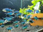 Hobbyaquarium  Groene Sumatraan / Puntigrus tetrazona , Dieren en Toebehoren, Vissen | Aquariumvissen, Vis, Zoetwatervis, Schoolvis