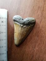 haaientand, Ophalen of Verzenden, Overige typen