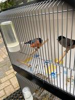 Koppel Noordse goudvinken., Dieren en Toebehoren, Meerdere dieren, Geringd
