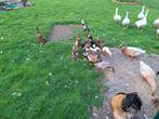 Loopeenden, Dieren en Toebehoren, Pluimvee, Meerdere dieren, Eend