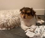 Pomchi pup reu 1, Dieren en Toebehoren, Honden | Chihuahua's en Gezelschapshonden, Parvo, Reu, 8 tot 15 weken, Eén hond