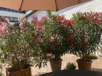 2 grote mooie rode Oleanders  2 meter  |   2  grands laurier, Ophalen, Overige soorten, Struik, 100 tot 250 cm