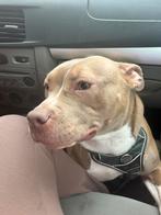 American pocket bully, Dieren en Toebehoren, Parvo, 15 weken tot 1 jaar, Teef, Eén hond