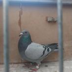 Sierduif, Meerdere dieren, Postduif