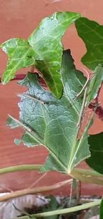 Wandelende takken te koop, jonge., Dieren en Toebehoren, Wandelende tak