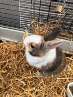 Dames konijnen, Dieren en Toebehoren, Konijnen, Vrouwelijk, Dwerg, 0 tot 2 jaar