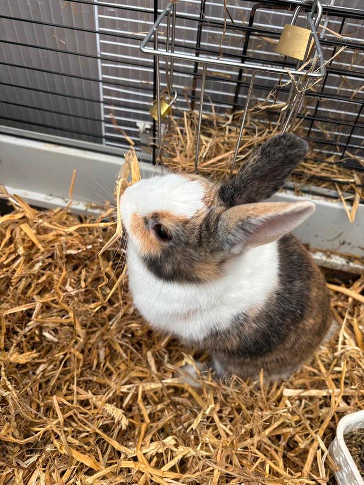 Dames konijnen, Dieren en Toebehoren, Konijnen, Dwerg, Vrouwelijk, 0 tot 2 jaar