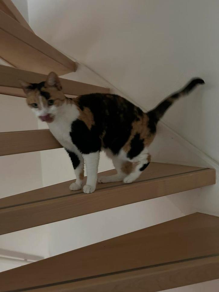 Poes lapjeskat 7 jaar, Dieren en Toebehoren, Katten en Kittens | Overige Katten, Kortharig, Poes, 6 jaar of ouder