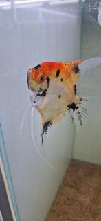 2 Red devil Koi mannen, Vis