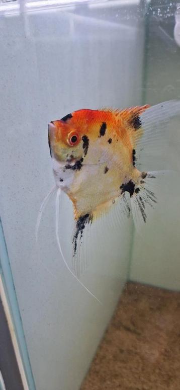 2 Red devil Koi mannen beschikbaar voor biedingen