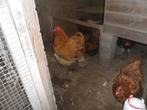t.k.broedeieren Orpington groot, Dieren en Toebehoren, Pluimvee, Geslacht onbekend, Kip