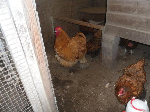 t.k.broedeieren Orpington groot, Dieren en Toebehoren, Pluimvee, Kip, Geslacht onbekend