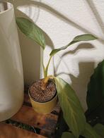 Aglaonema aqua green, Huis en Inrichting, Ophalen of Verzenden